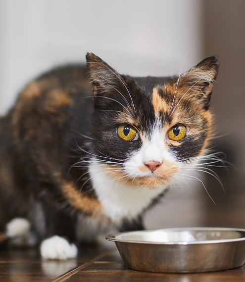 Cómo elijo un alimento saludable para mi gato